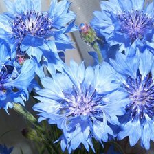 Схема вышивки «васильки_1»