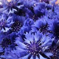 Схема вышивки «васильки_2»