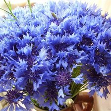 Схема вышивки «васильки_4»