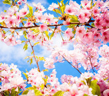 Яблони в цвету