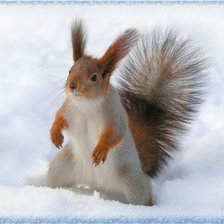 Схема вышивки «белка»