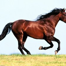 Схема вышивки «лошадь»