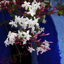 Схема вышивки «белые цветочки»