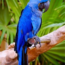 Схема вышивки «попугай»