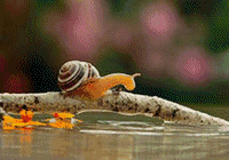 переправа улитки - нет - предпросмотр