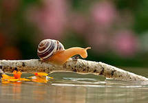 переправа улитки