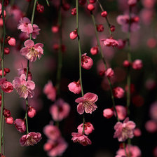 Схема вышивки «№564221»