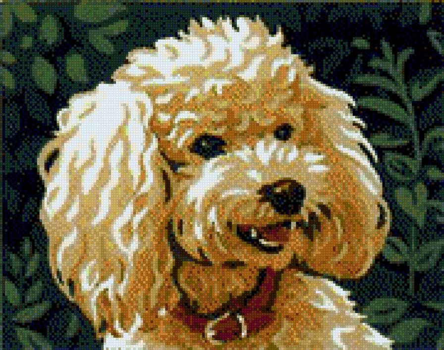 Весёлый щенок - животные. собаки. щенки. пудель - предпросмотр