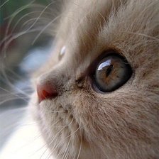 Схема вышивки «мордочка»