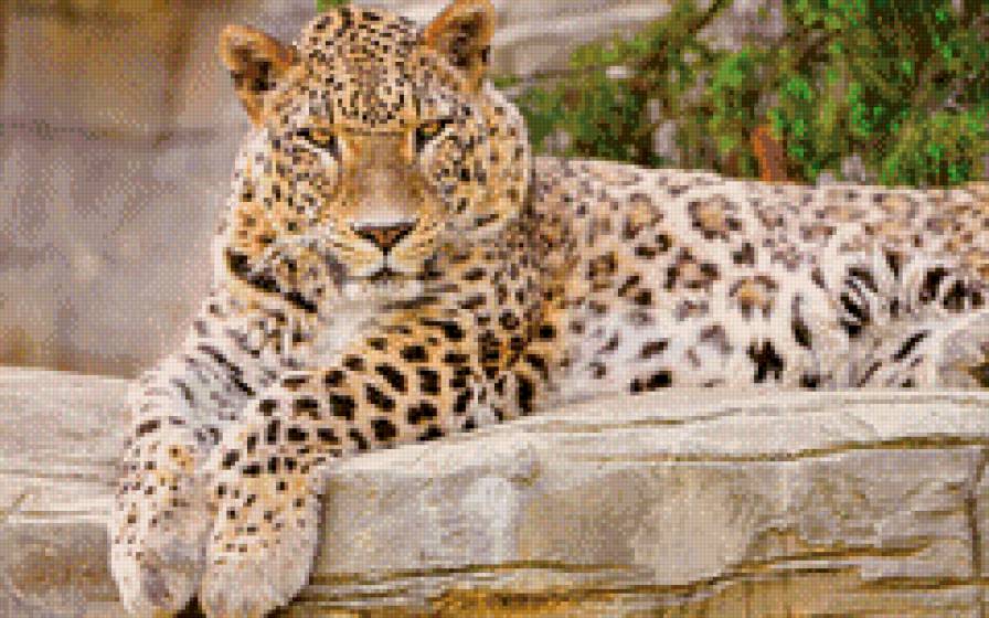 Леопард - леопард, звери - предпросмотр