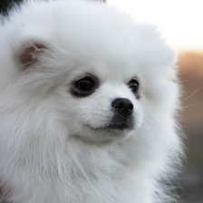 Схема вышивки «Варя»