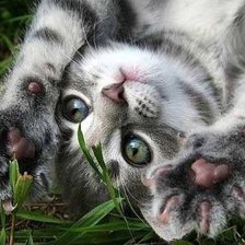 Схема вышивки «№564591»