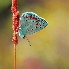 Схема вышивки «Бабочка»