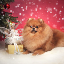 Схема вышивки «Шпиц»