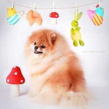 Схема вышивки «Шпиц 2»