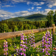 Летний пейзаж
