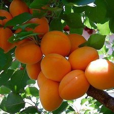 Схема вышивки «№564831»