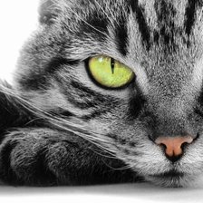 Схема вышивки «Серая кошка»