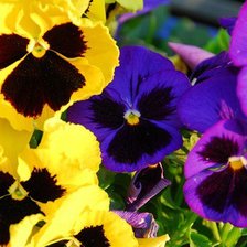 Схема вышивки «№564866»