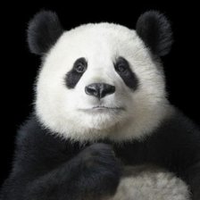 Схема вышивки «панда»