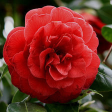 Схема вышивки «роза»