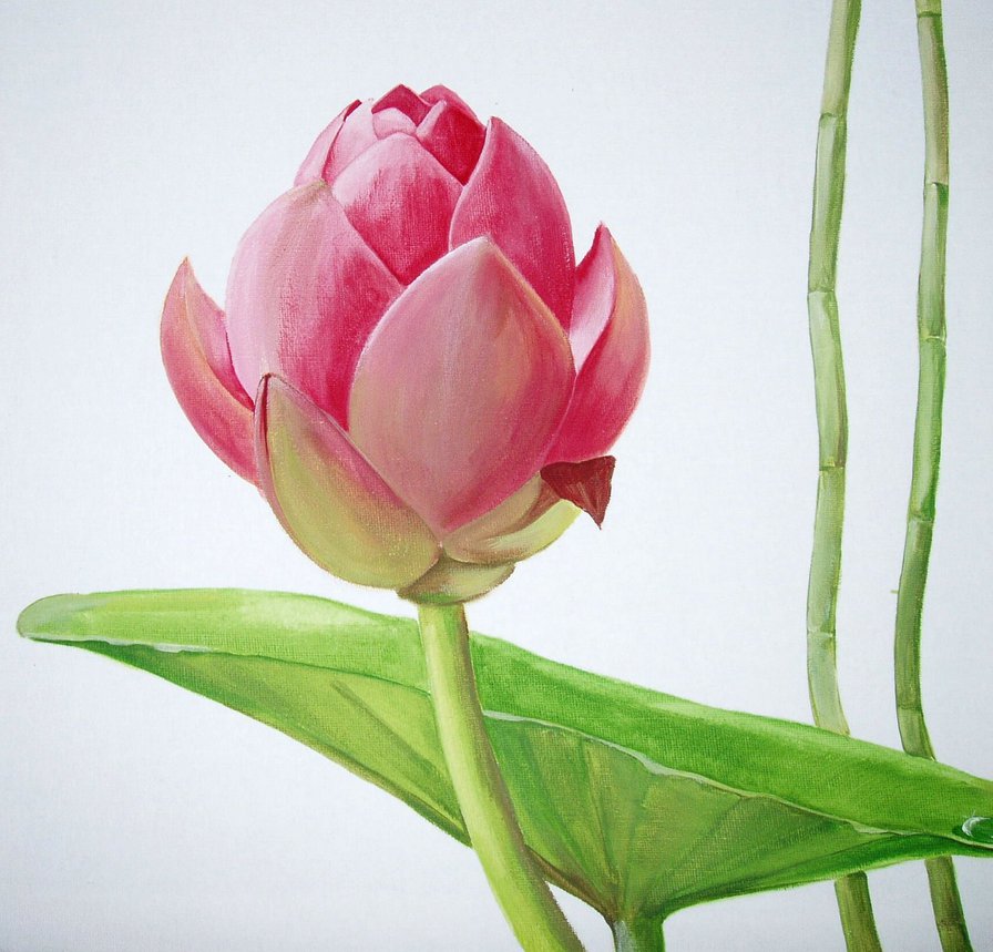 пано лотос - лотос, пано, цветы - оригинал