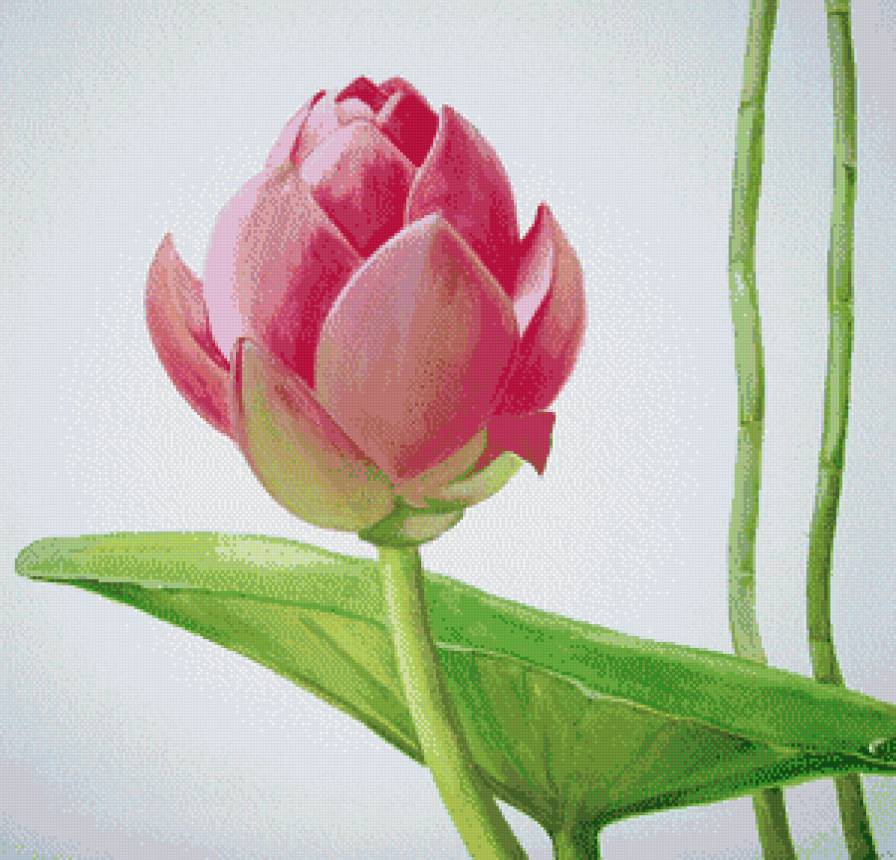 пано лотос - цветы, лотос, пано - предпросмотр