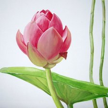 Схема вышивки «пано лотос»