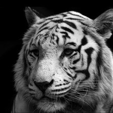 Схема вышивки «тигр»