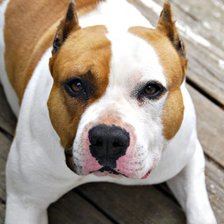 Схема вышивки «Американский стаффордширский терьер Еще тут: http://dogbook.ru/d»