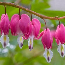 Схема вышивки «serduszka»