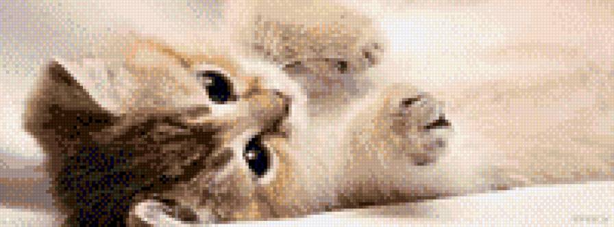 kotek - zwierze, kot - предпросмотр