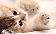 Схема вышивки «kotek»