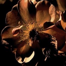 Схема вышивки «В тонах»