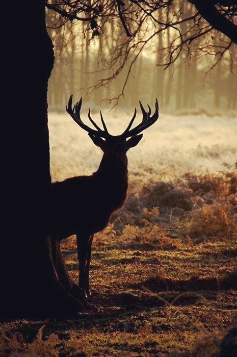 Олень - осень, олень, листья, лес, рога, дерево - оригинал