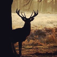 Схема вышивки «Олень»