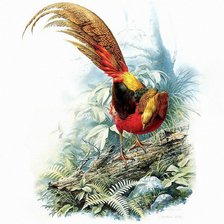 Схема вышивки «Золотой фазан»