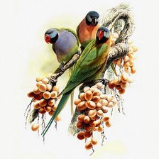 Схема вышивки «Розовогривый кольчатый попугай»