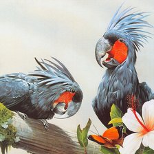 Схема вышивки «Черный какаду»