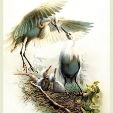 Схема вышивки «Птицы»