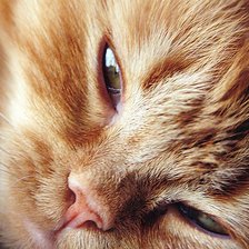 Схема вышивки «Рыжий»