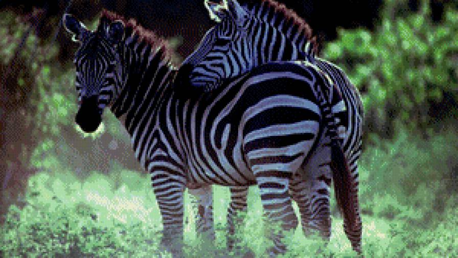 зебры - лошади, зебра, кони, природа - предпросмотр