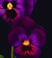 Схема вышивки «анютины глазки (бисер)»