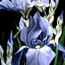 Схема вышивки «пано ирисы»