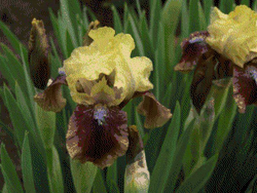 Irys - irysy, kwiaty - предпросмотр