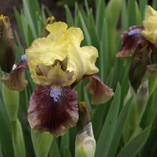 Схема вышивки «Irys»