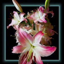 Схема вышивки «№566260»