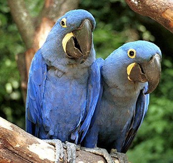 Попугаи - оригинал