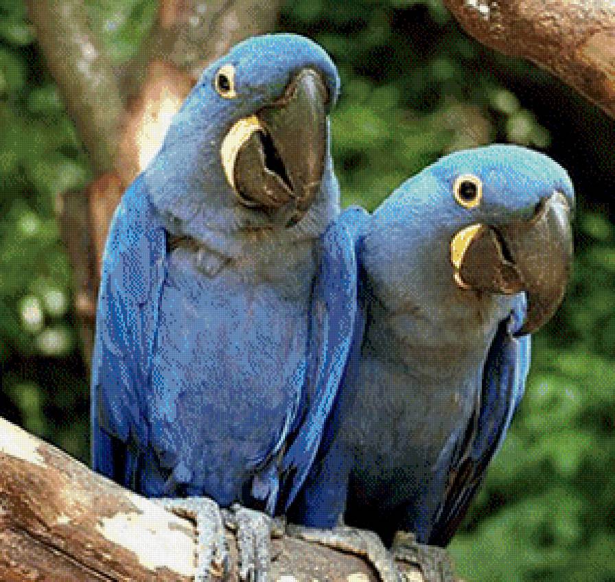 Попугаи - предпросмотр