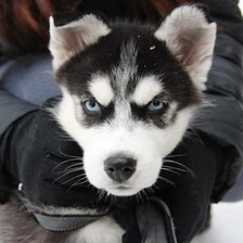 Схема вышивки «Страж Холода(Демон).»